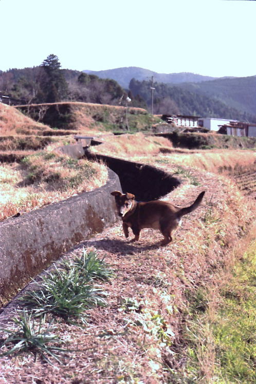 愛相のいい近露の野良犬