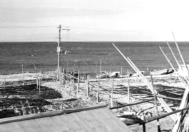 昆布が並ぶ石倉の海岸