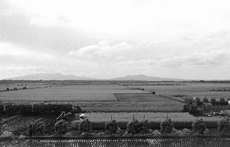 同じ日　収穫期の八郎潟