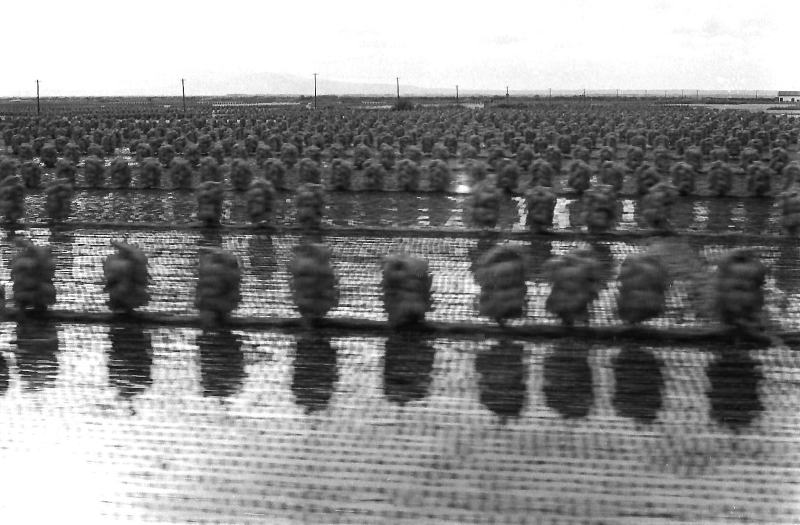 八郎潟の干拓地の広大な田んぼ