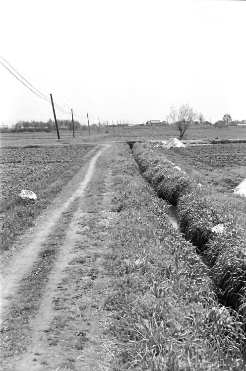 昭和の風景写真　大和郡山市稗田（ひえだ）へ向かう田んぼ道