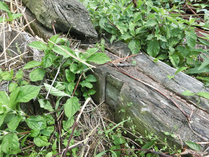 古い枕木が転がっている