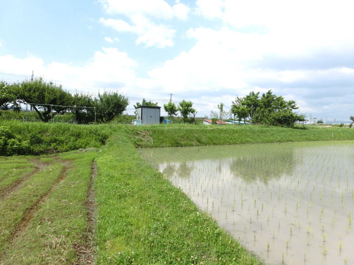 田んぼのあぜ道と接する築堤