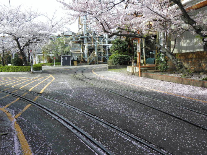 桜吹雪のナロー線路