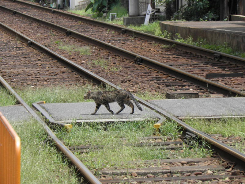 ネコも悠々と踏切を渡る北天下茶屋