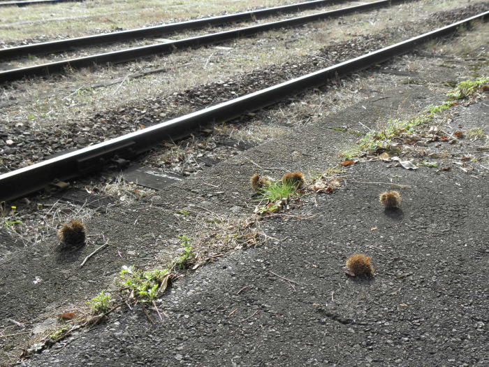 ホームに落ちた栗のイガ