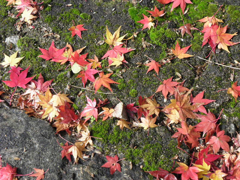 階段の途中の紅葉の落ち葉
